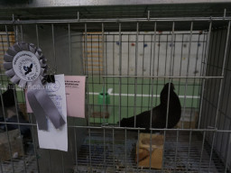 XIV Concurso Exposición de Palomas de Raza en Mula 2024